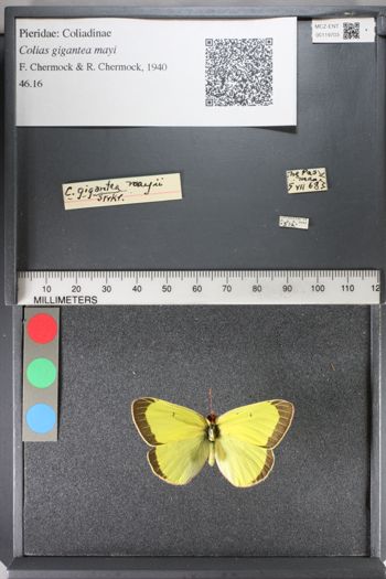 Media type: image;   Entomology 119703